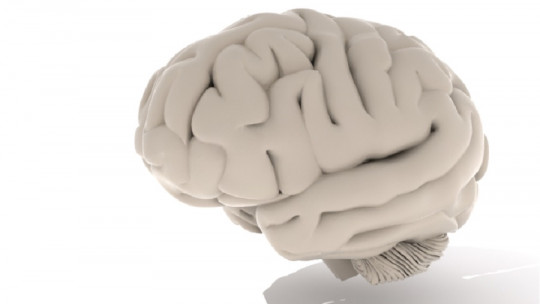 15 Curiosities About the Brain (that You Should Know)