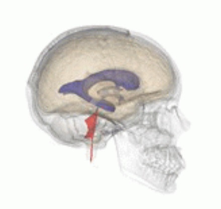 fourth ventricle