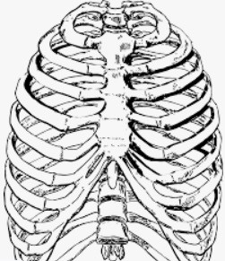 rib cage