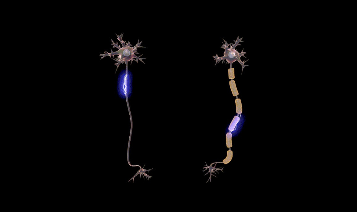 What is myelin?