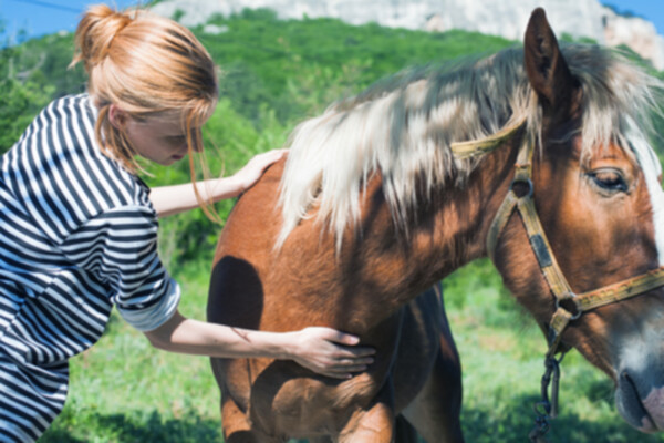 Exercises performed in equine therapy