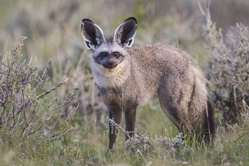 long-eared fox