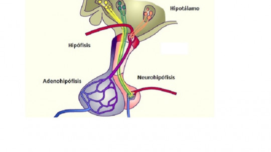 Adenohypophysis: What it Is, Functions and Hormones it Secretes