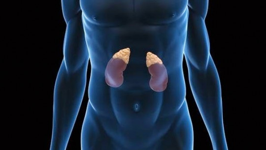 Adrenal Glands: Functions, Characteristics and Diseases