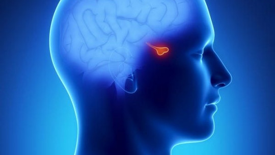 Adrenocorticotropic hormone