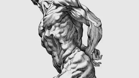 Antigravity muscles