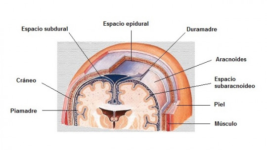 Arachnoid (brain): Anatomy, Functions and Associated Disorders