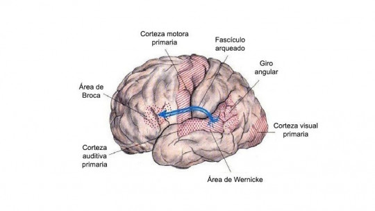 arcuate fasciculus