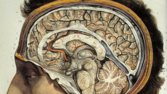 Associative Cortex (brain): Types, Parts and Functions