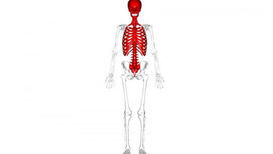 Axial skeleton