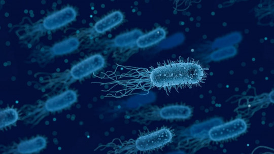 Bacteria That Live in the Mouth: Characteristics, Types and Functions