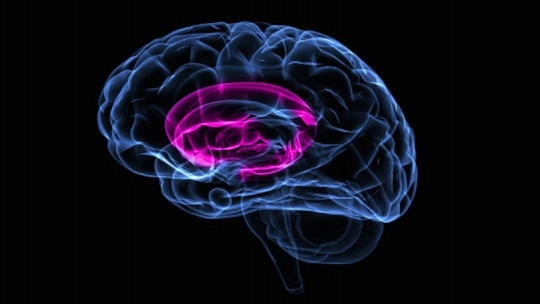 Basal Ganglia: Anatomy and Functions