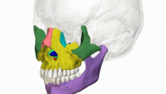 Bones of the Face: Types, Characteristics and Location