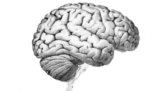 Brain Gyres: the 9 Major Folds of the Brain