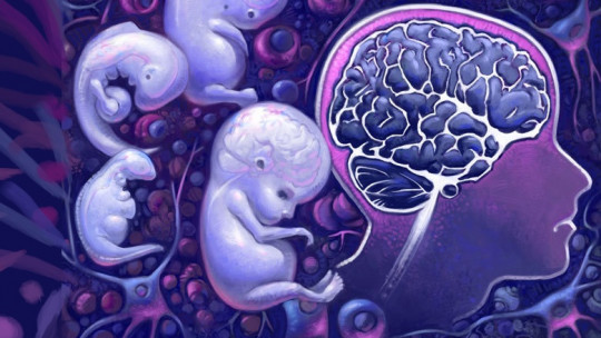 Brain Development of the Fetus and Abortion: a Neuroscientific Perspective