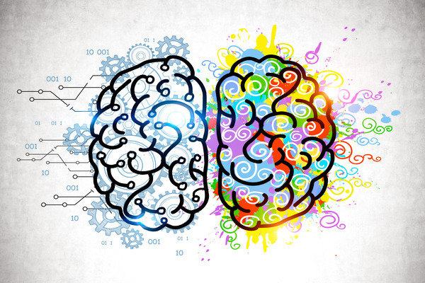 The cerebral hemispheres and their functions