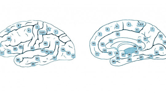 Brodmann's 47 Areas, and the Brain Regions They Contain