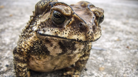 Buphonphobia (fear of Toads): Symptoms, Causes and Treatment