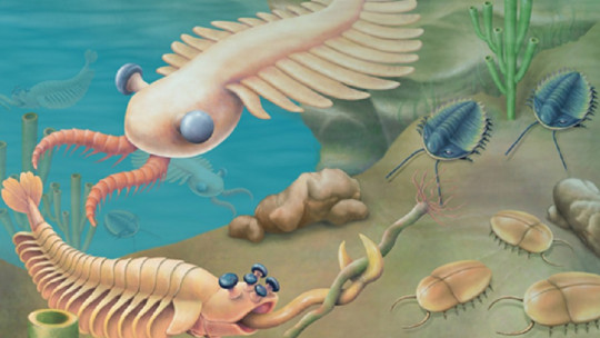 Cambrian explosion