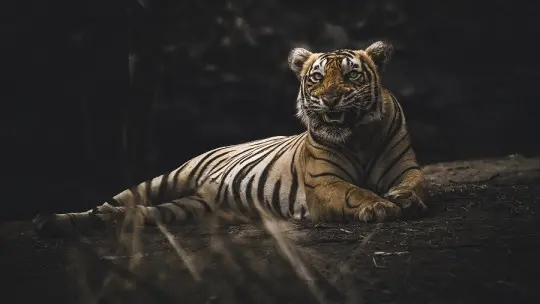 Can animals have depression?