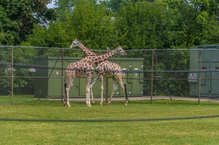 Can environmental enrichment reduce zoochosis?