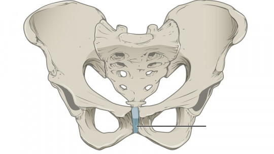 Cartilaginous Joints: What They Are, Types and Characteristics