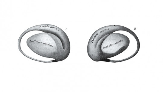 Caudate Nucleus: Characteristics, Functions and Disorders