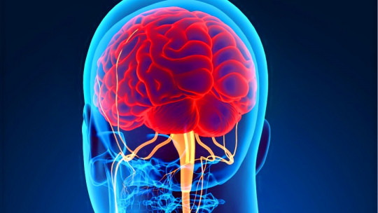 Central Nervous System