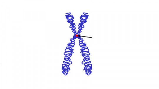 Centromere