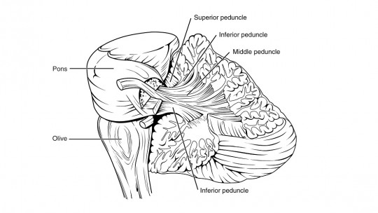 Cerebral Peduncles: Functions, Structure and Anatomy