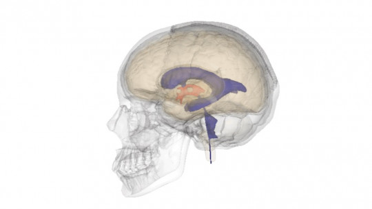 Cerebral Ventricles: Anatomy, Characteristics and Functions