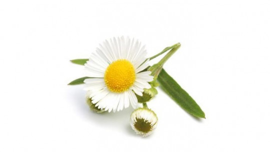 Chamomile: 7 Properties and Benefits of This Plant