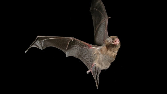 Chiroptophobia (fear of Bats): Symptoms, Causes and Treatment