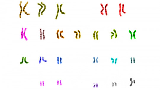 Chromosome permutation