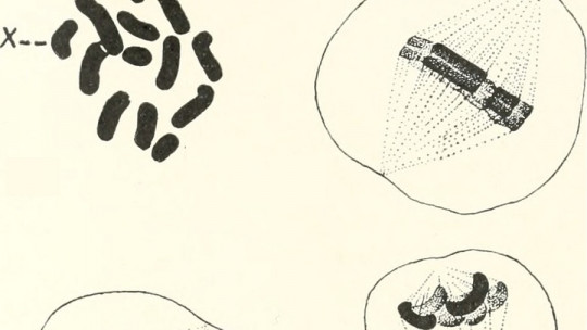 Chromosomes: What They Are, Characteristics and Functioning