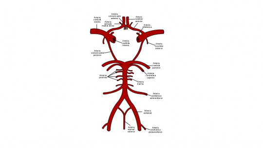 Circle of Willis: Parts and Arteries That Form it