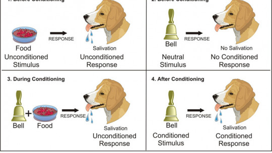 Classical Conditioning and Its Most Important Experiments