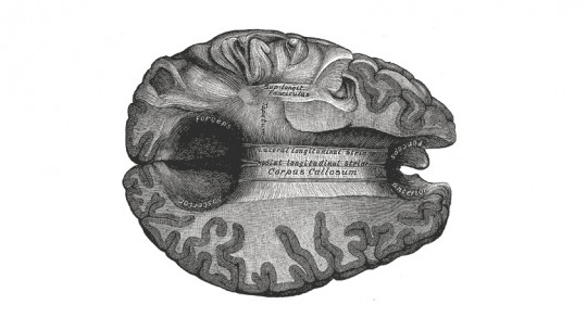 Corpus Callosum of the Brain: Structure and Functions