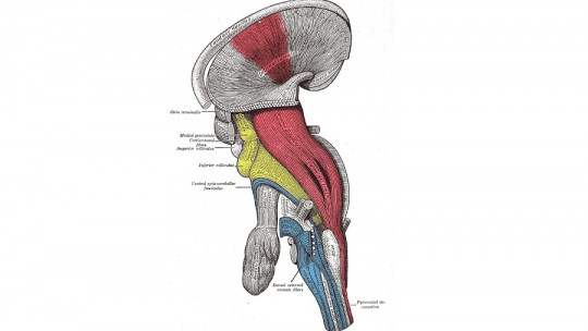 corticospinal pathway