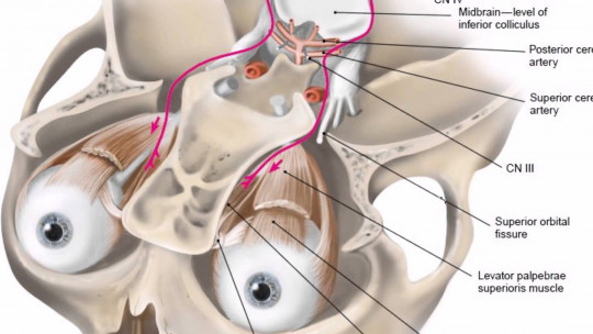 Cranial Nerves: the 12 Nerves That Leave the Brain