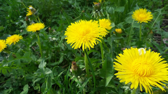 Dandelion: 9 Uses and Properties of This Medicinal Plant