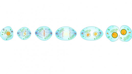 Differences Between Mitosis and Meiosis