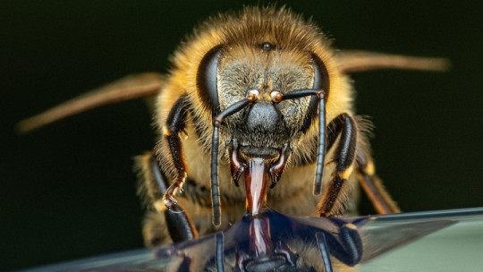 Do Insects Have Cognition?