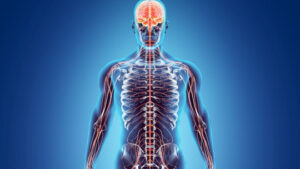 Effector Systems: What They Are, Types and Functioning in the