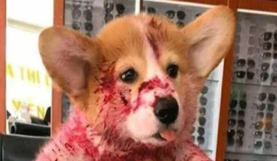 El Perro, la Mermelada y Ricky Martin