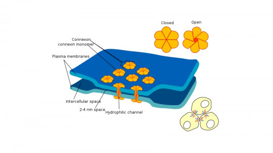 electrical synapses