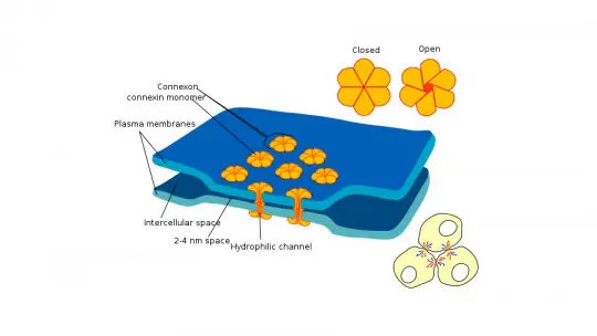 Electrical Synapses: What They Are and How They Work in the Nervous ...