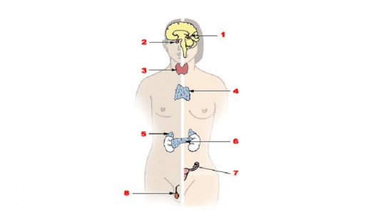 Endocrine System: Anatomy, Parts and Functions