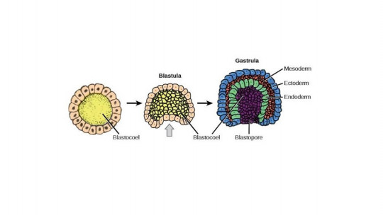 Endoderm: Parts and Development in Gestation