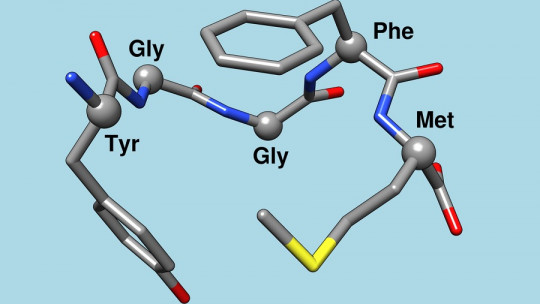 Enkephalins